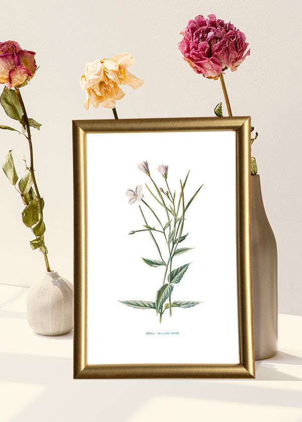 Small Willow Herb