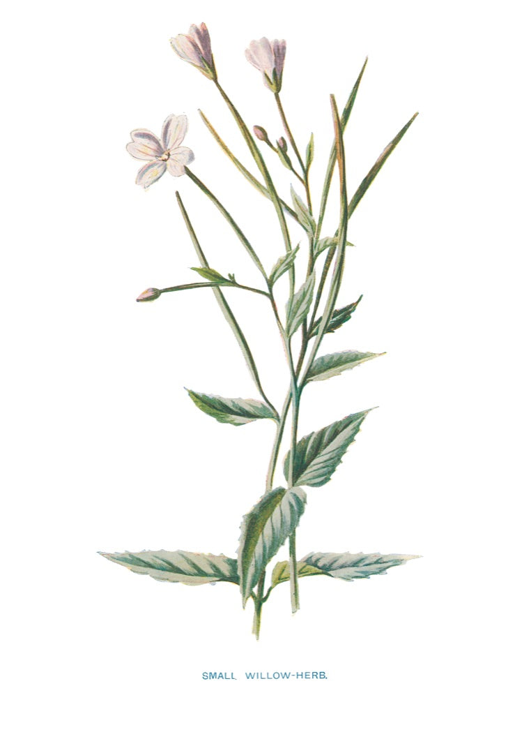 SMALL WILLOW-HERB..jpeg