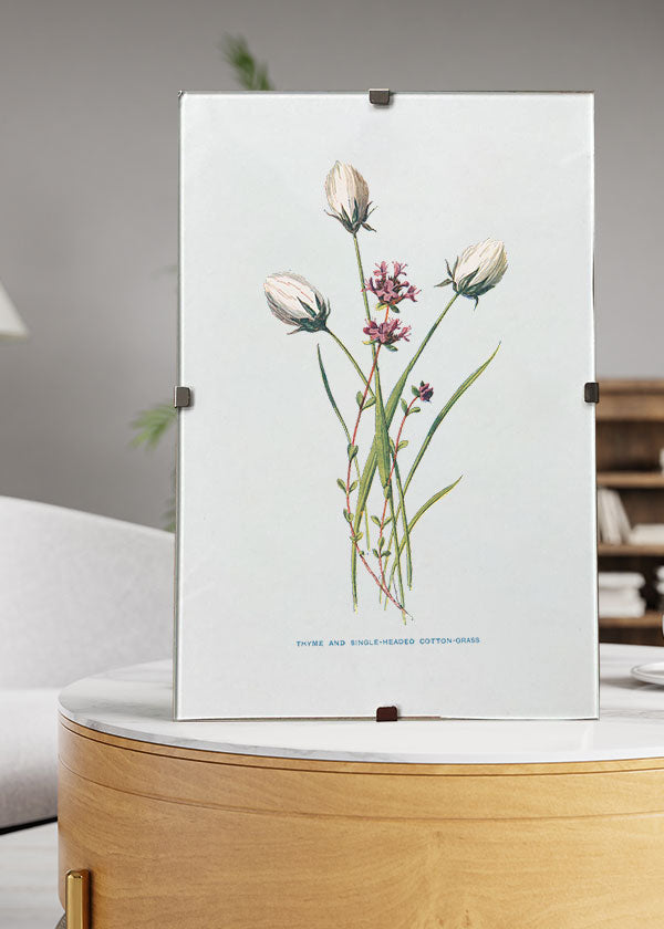 Thyme & Single-headed Cotton Grass