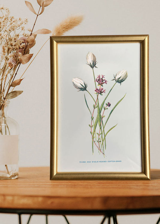 Thyme & Single-headed Cotton Grass