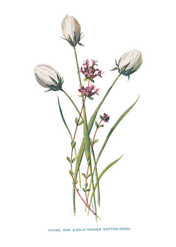 THYME-AND-SINGLE-HEADED-COTTON-GRASS.jpg