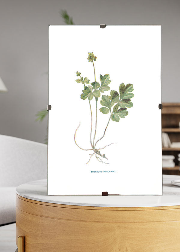 Tuberous Moschatel