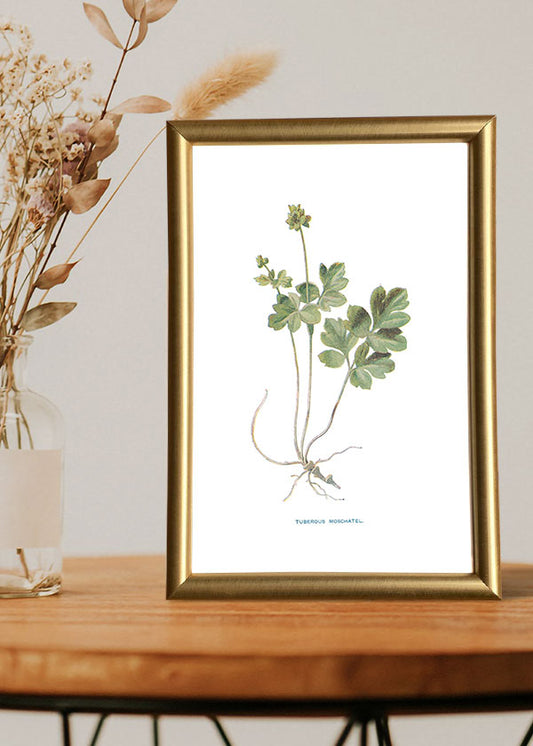 Tuberous Moschatel
