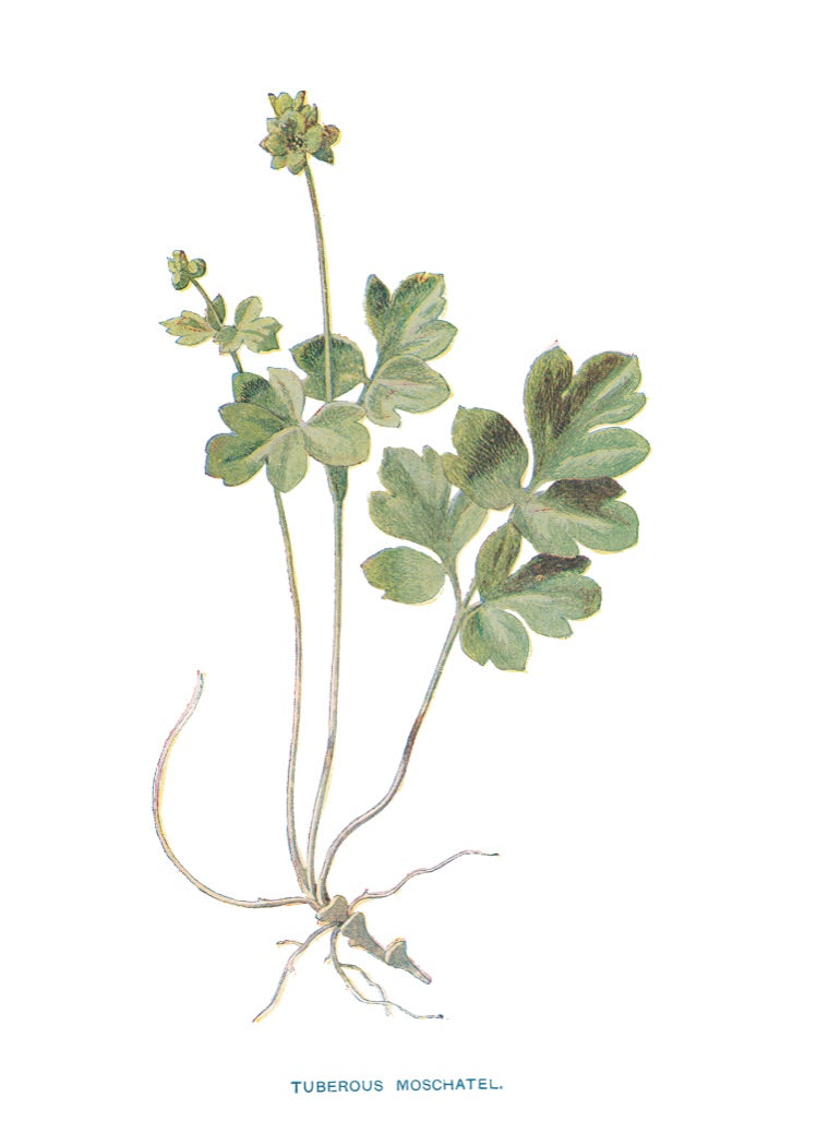 TUBEROUSMOSCHATEL..jpg