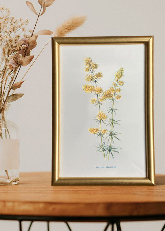Yellow Bedstraw
