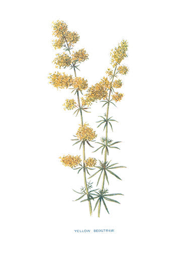 YELLOW-BEDSTRAW..jpg