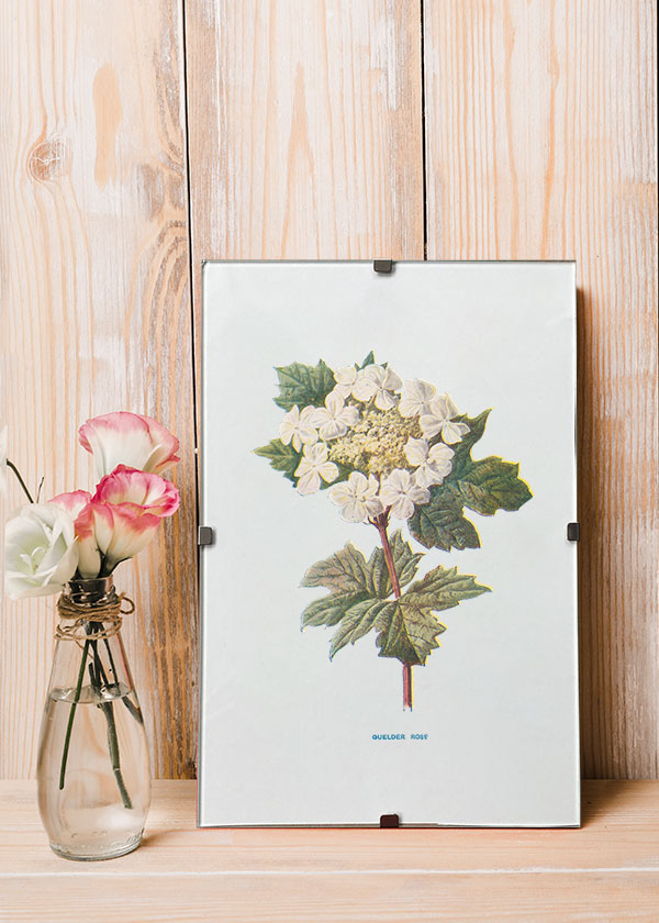 Guelder Rose