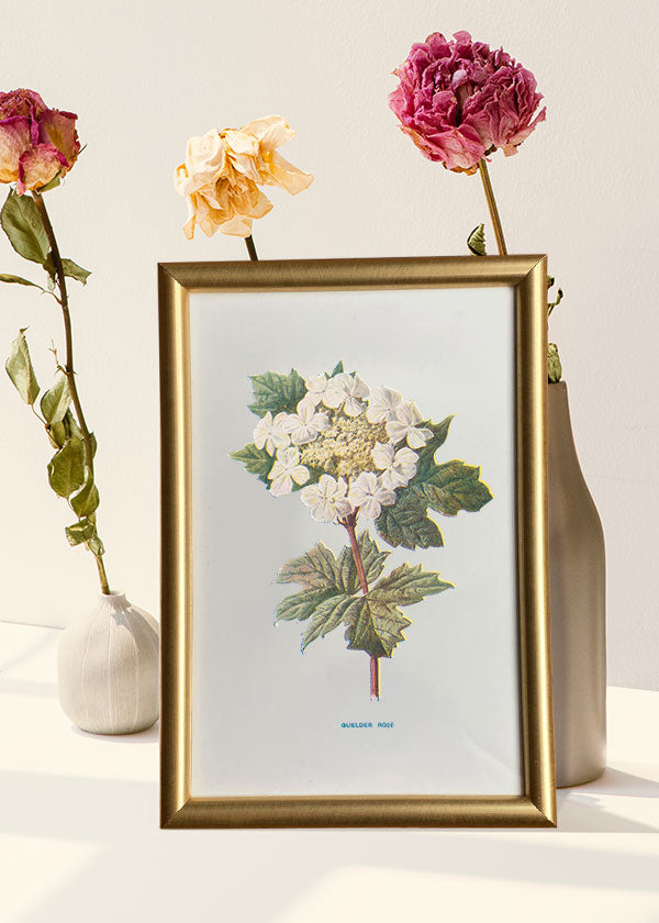 Guelder Rose